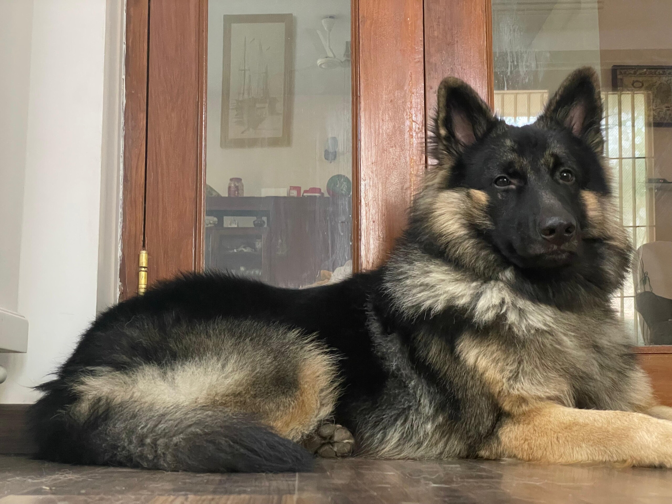 Love of Echo & Niko: Pet and Animal Project